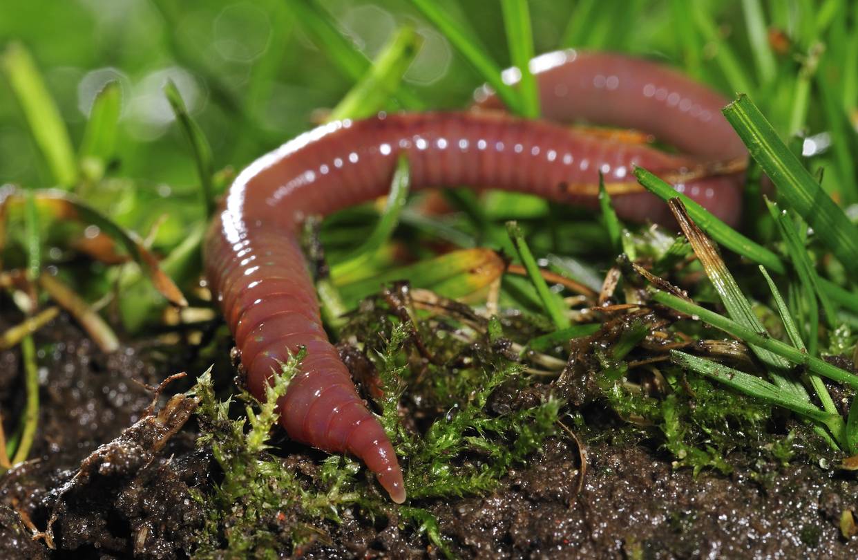 An earthworm in the grass